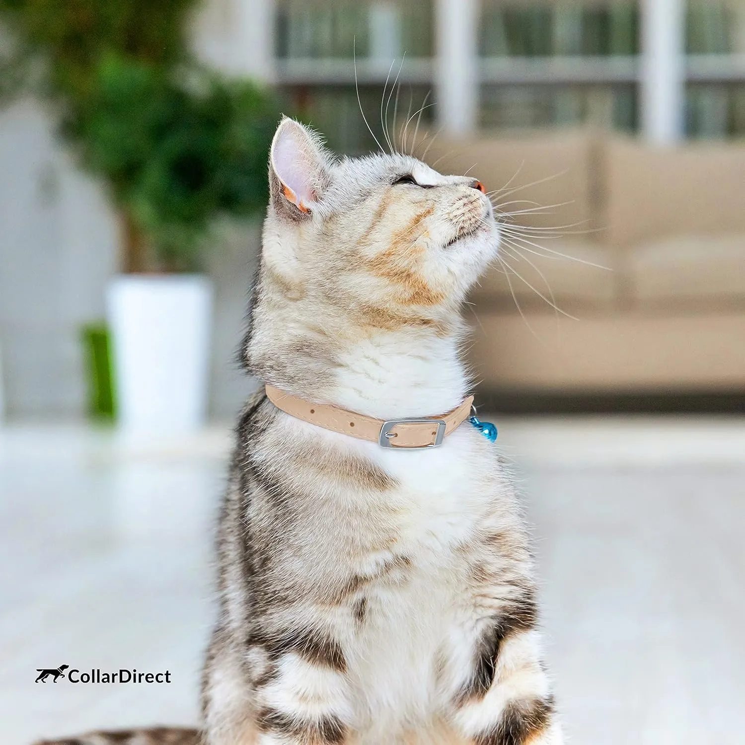 CollarDirect Leather Cat Collar, Kitten Collar with Removable Bell Black Blue Red Orange Lime Green (6-7 Inch, Beige)