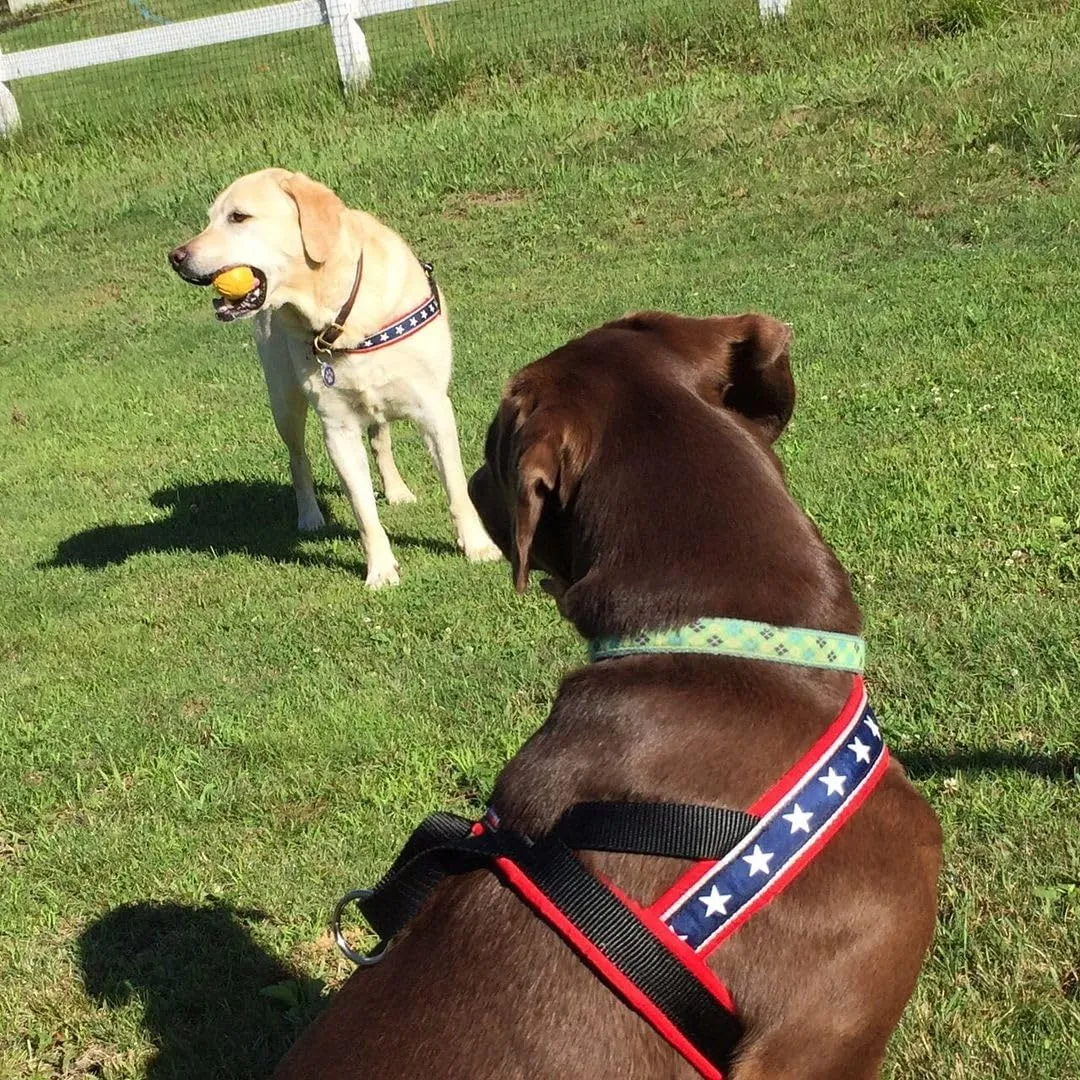 ComfortFlex Patriotic Dog Harness  Fully Padded, Adjustable, Lightweight No-Choke, No-Pull, Non-Chafing Design for Active Dogs, Enhanced Control, Made in The USA - XLarge, The Patriot