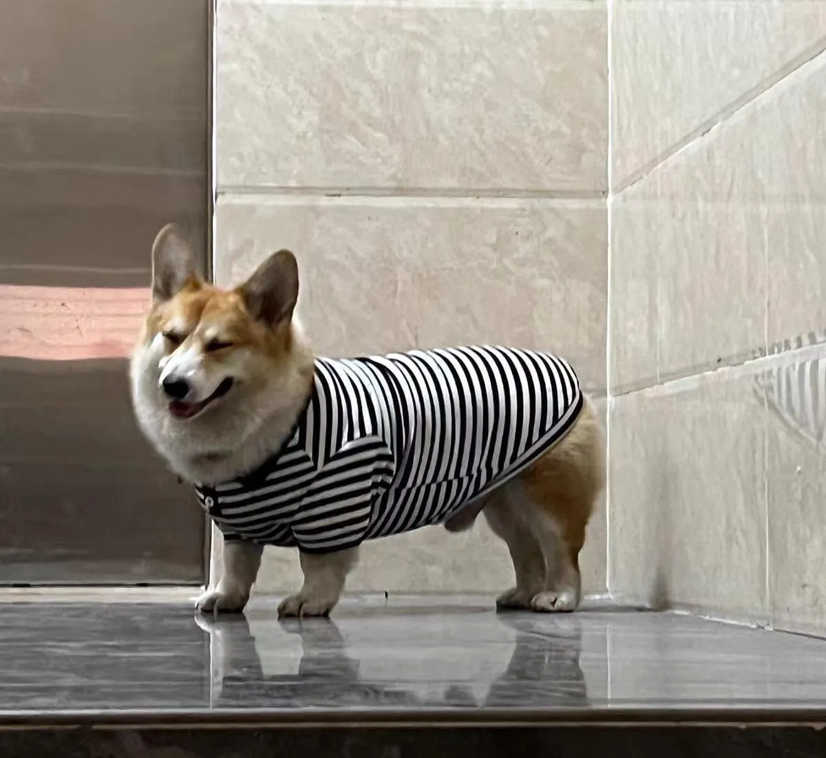 Cute Dog Clothes Striped Dog Polo Shirts Cute Sweater Puppy Clothes Gentle Sweater Pet Clothes for Small Medium Large Dogs Cats (Black Stripe, Medium Size for 5.5-8.5lb Pets)