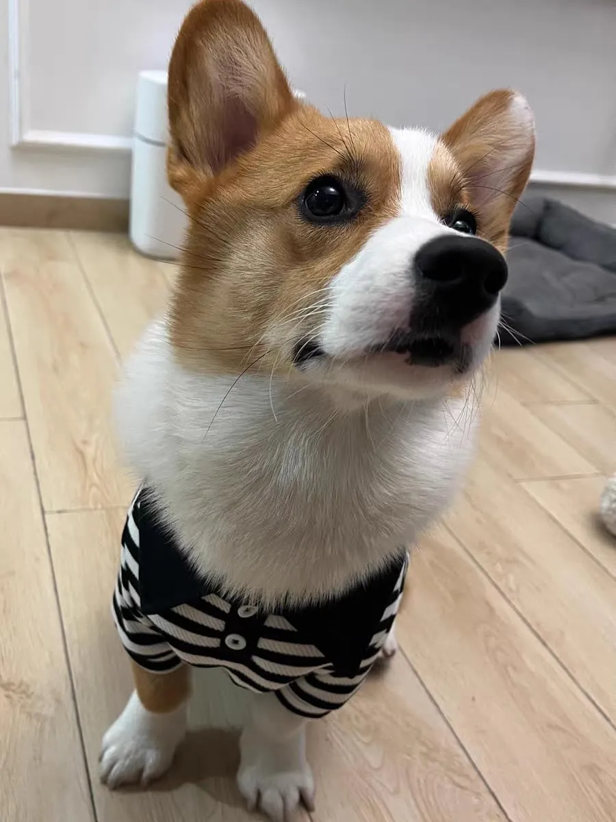 Cute Dog Clothes Striped Dog Polo Shirts Cute Sweater Puppy Clothes Gentle Sweater Pet Clothes for Small Medium Large Dogs Cats (Black Stripe, Medium Size for 5.5-8.5lb Pets)