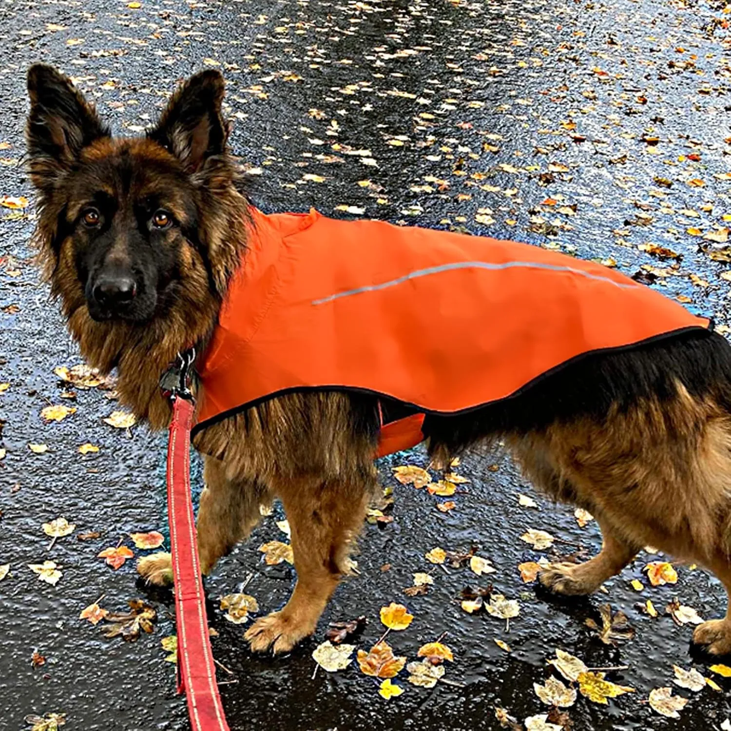 Mile High Life Dog Raincoat, Adjustable Waterproof Reflective Rain Jacket for Small Medium Large Dogs, Lightweight Breathable Pet Rain Coat with Leash Hole(Orange,M Chest 26-32")