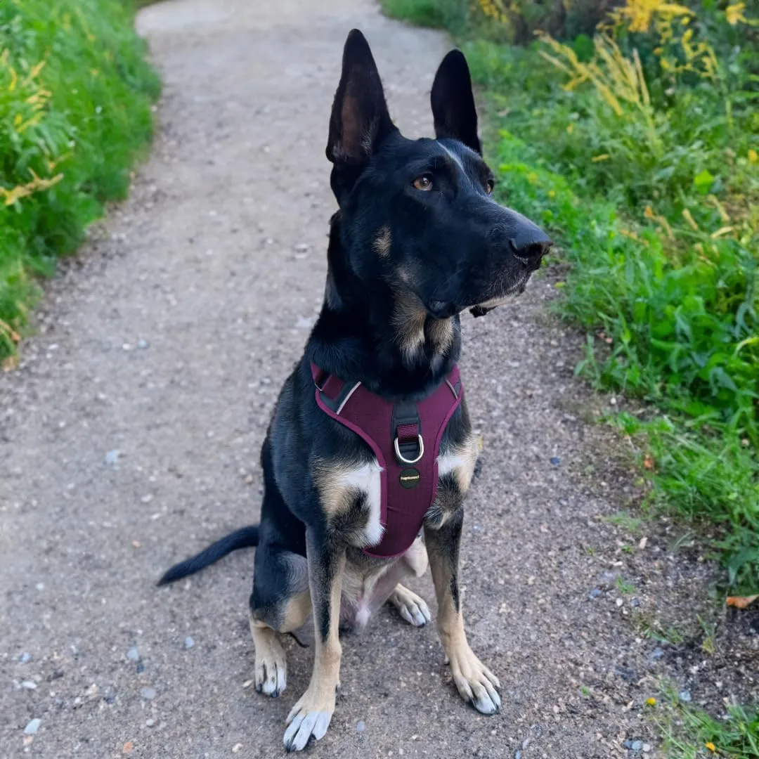 No Pull Dog Harness - Durable Polyester Puppy Harness with Front Anti-Pull Loop, Reflective Strips, and Quick-Release Clips for Small, Medium, and Large Dogs (Berry Purple, Medium)